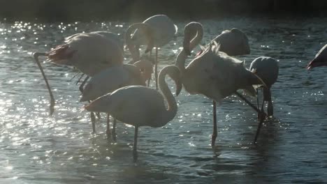 Flamingo-China-4K-34