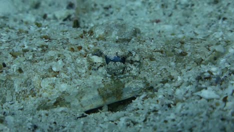 Camouflaged-Hidden-Tentacled-Carpet-Flathead-Fish-Waits-to-Ambush-Prey