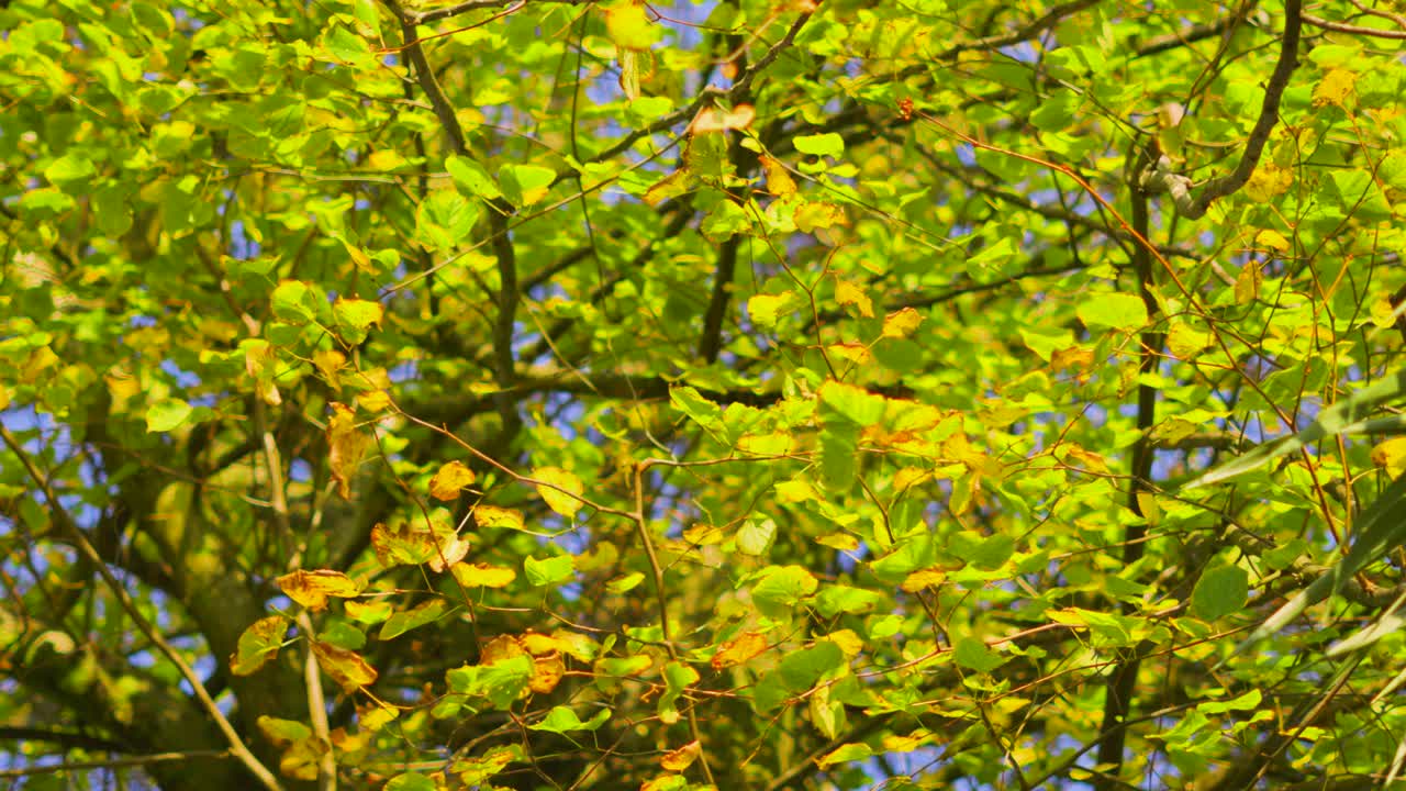 Slow Pan Up Tree Changing to Autumn Fall Colors from Bright Vivid Green to Red and Orange. Seasonal Nature Clip