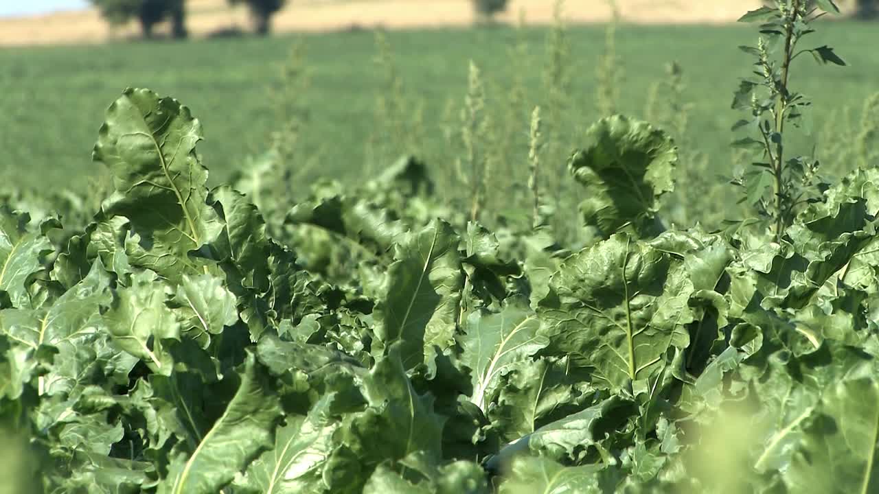средний снимок поля сахарной свеклы в магдебургер бурде, германия