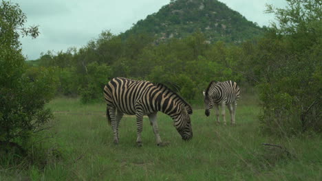 Zebras-Grasen-Im-Busch,-Krüger-Nationalpark,-Fressen-Gras,-Südafrika,-Big-Five,-Frühling,-Sommer,-üppiges-Grün-Mit-Berglandschaft,-Johannesburg,-Tierwelt,-Filmische-Folgeschwenks