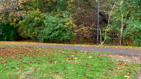 View-of-the-bike-path-in-the-autumn-season,-the-trees-have-colourful-leaves,-falling-leaves-on-the-road-and-green-grass