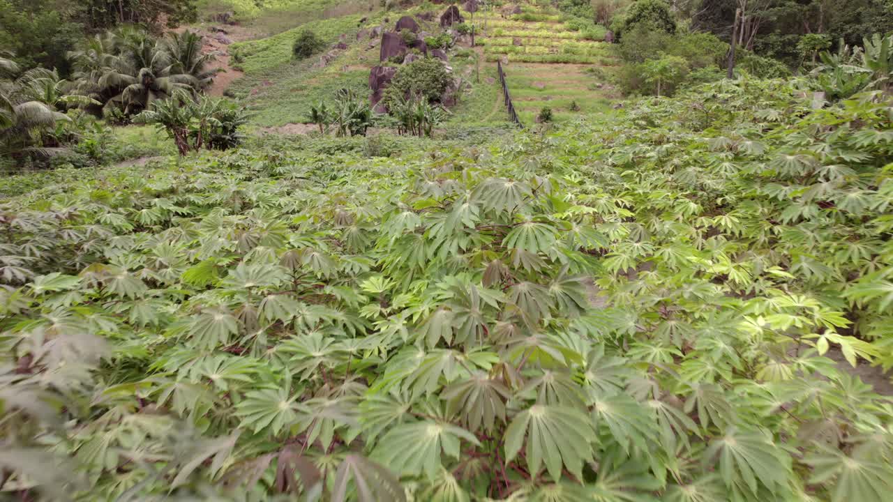 Drone footage of cassava farm on Mahe island, Seychelles 30 fps 003