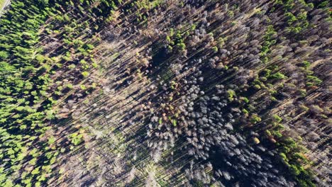 aerial bird's eye view of a forested landscape above the treetops in the pacific northwest, washington state.