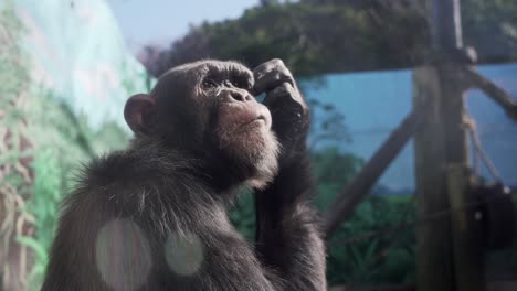 closeup view of a chimpanzee in captive scratching its head in slow motion in izu, japan on a hot sunny day - tele shot
