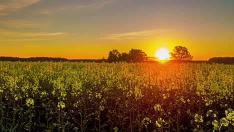 Beautiful-large-golden-yellow-sunrise-behind-trees-and-a-flower-meadow