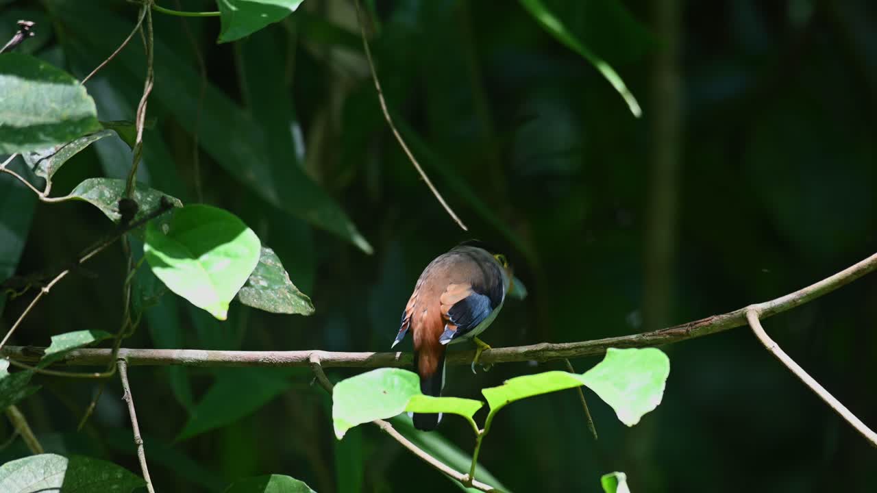broadbill de pecho plateado, serilophus lunatus, parque nacional kaeng krachan, tailandia