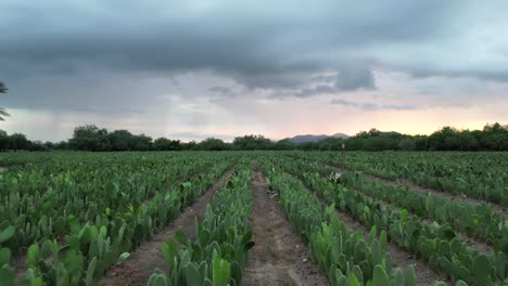 drone volando sobre plantaciones de nopal mexicano al atardecer 4k, nublado y bajo vuelo fácil