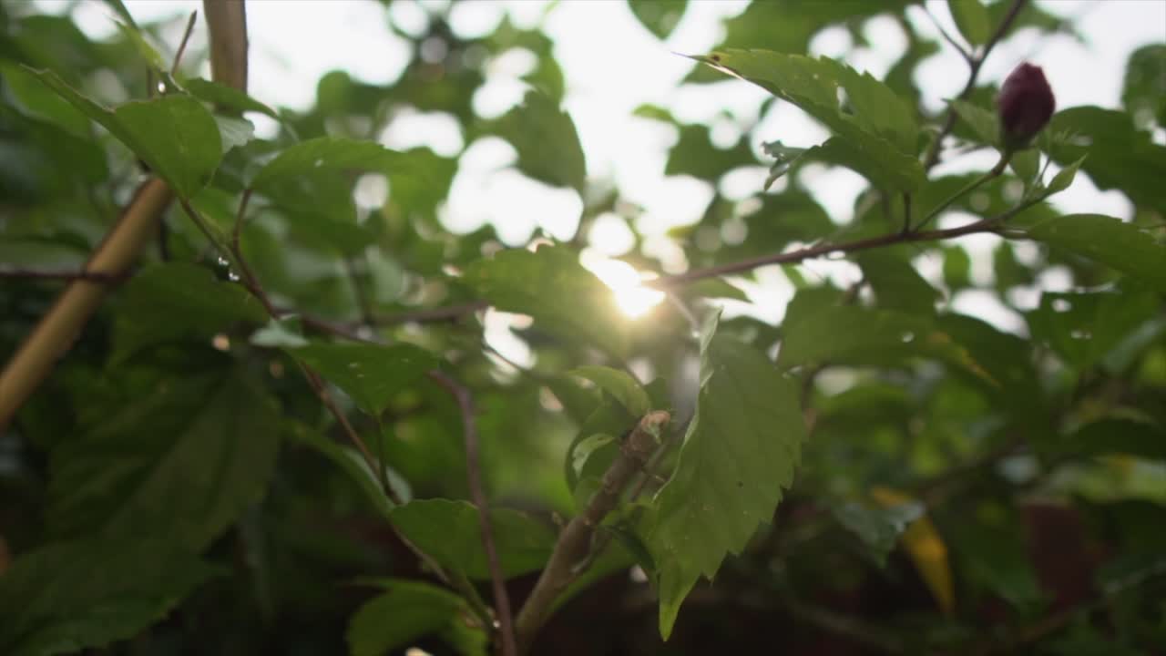  The camera executes a lateral move, capturing a mesmerizing shot of tree leaves silhouetted by the sun's radiant glow from behind