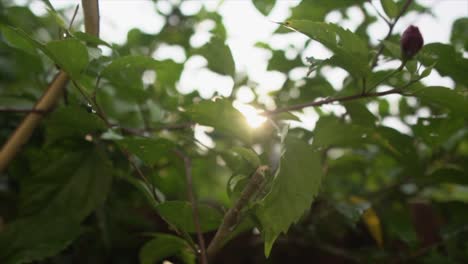 -The-camera-executes-a-lateral-move,-capturing-a-mesmerizing-shot-of-tree-leaves-silhouetted-by-the-sun's-radiant-glow-from-behind