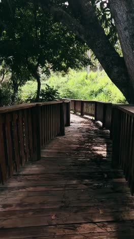 wooden path through a lush forest