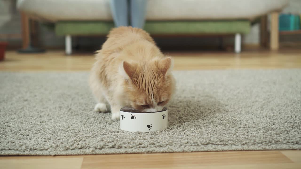 Eine schöne rote Katze frisst Futter aus einem Napf.
