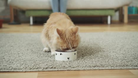 beautiful red cat eats food from a bowl
