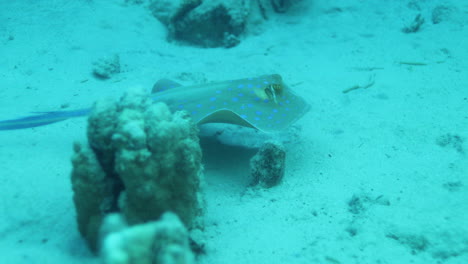 Bluespotted-Stingray-Im-Roten-Meer-Neben-Dem-Korallenriff