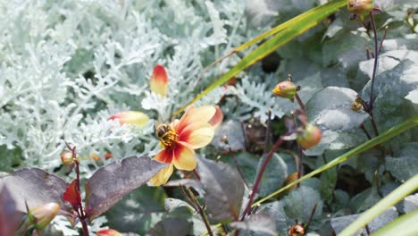 a bumblebee feeds on a yellow flower, gathering pollen in a sunlit garden with green foliage. camera remains steady with natural daylight