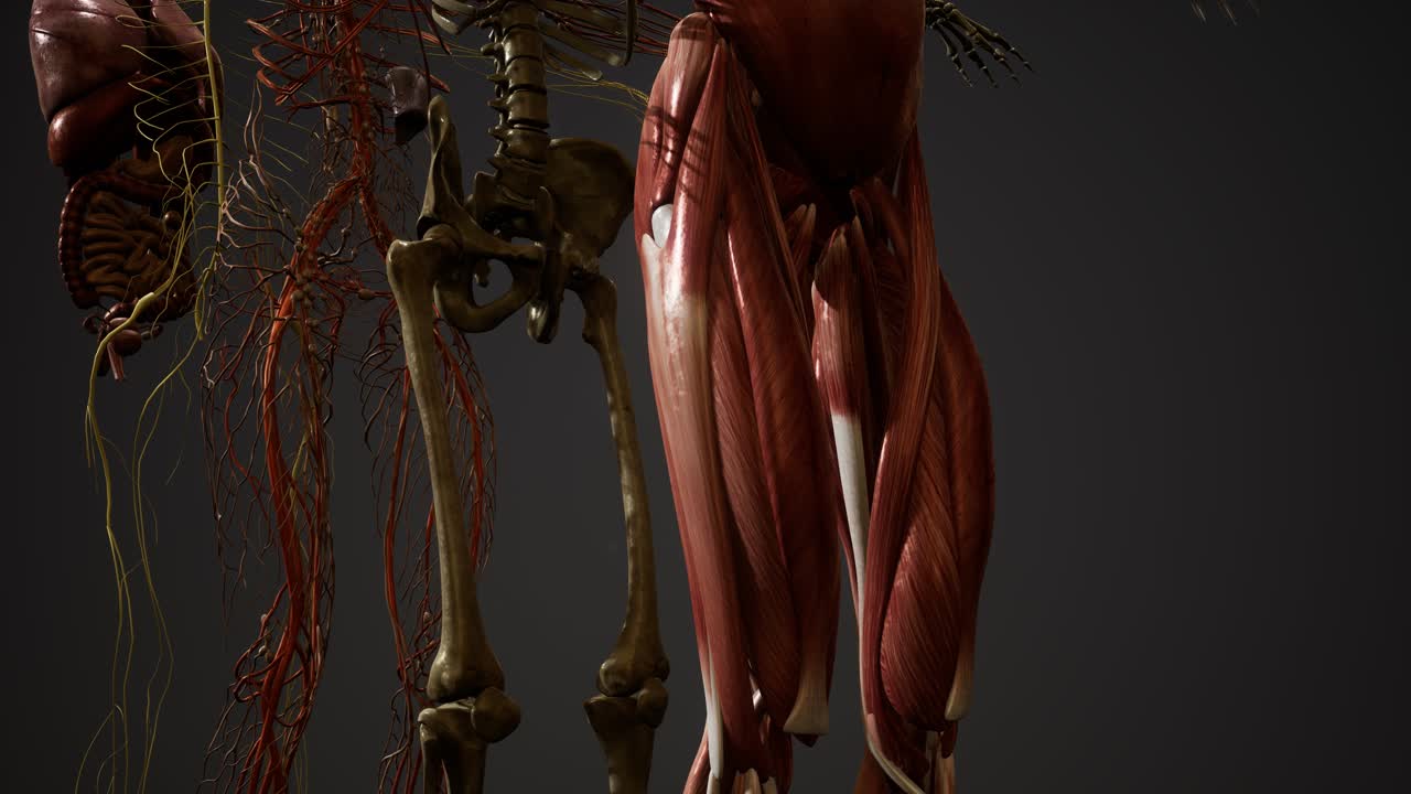 ilustración animada de la anatomía humana en 3d