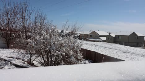 timelapse of a snow thaw mid morning as the puffy snow falls from the branches and sinks low