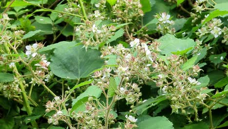 honey bee  on a white blooming blackberry plant