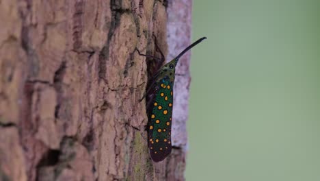 Visto-Sin-Movimiento-En-La-Corteza-Mientras-Otros-Insectos-Se-Mueven,-Insecto-Linterna-Saiva-Gemmata,-Tailandia