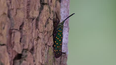 visto sin movimiento en la corteza mientras otros insectos se mueven, saiva gemmata lantern bug, tailandia