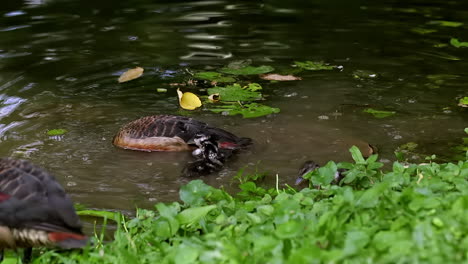 Familie-Der-Kleineren-Pfeifenden-Ente-Mit-Baby,-Das-Im-Teich-Plantscht