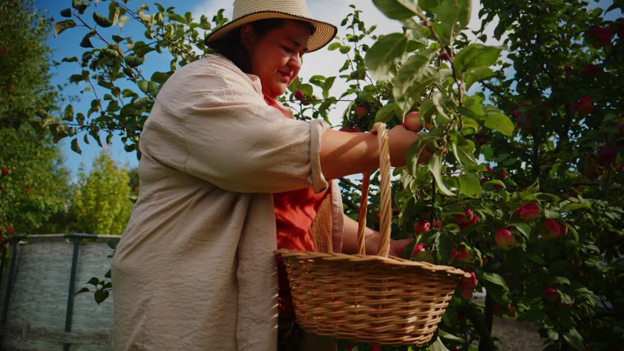 Raccolta di mele fresche: una donna raccoglie succose mele rosse in un cesto mentre si gode la bellezza vivace di un frutteto in una giornata di sole nella natura