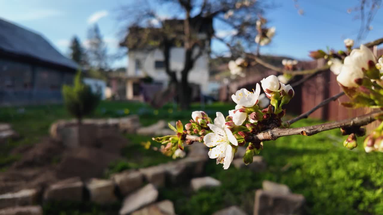 Cherry tree in sunset with house in background