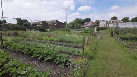 Cultivo-De-Plantas-Y-Hortalizas-Orgánicas-En-Zonas-Urbanas-De-Leiden,-Holanda-Meridional,-Países-Bajos