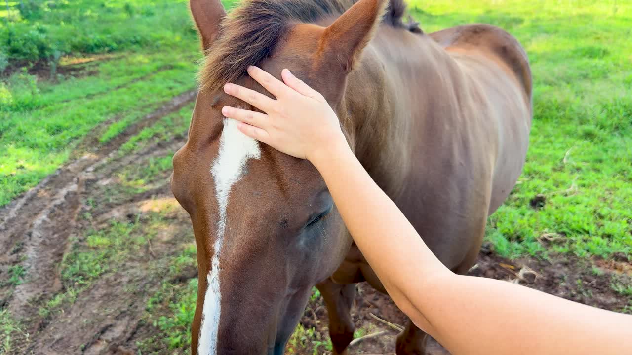 A person’s hand softly strokes a brown horse’s head outdoors on a sunlit, grassy farm path, creating a calm, affectionate atmosphere with natural lighting