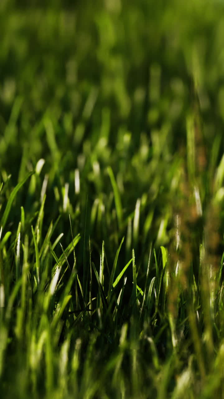 cerca de las hojas de hierba verde