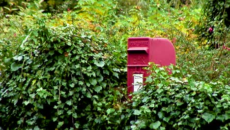 Roter-Briefkasten,-Der-Halb-Von-Laub-In-Einer-Hecke-Verdeckt-Ist