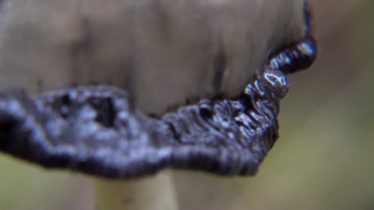 hongo de gorra de tinta