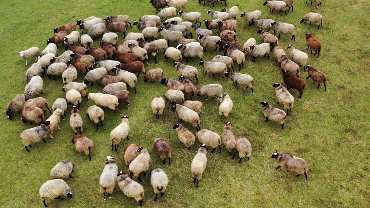 Beautiful fluffy sheep. Herd of brown and white domestic animals grazing on pasture. Flock of sheep on field. Top view.