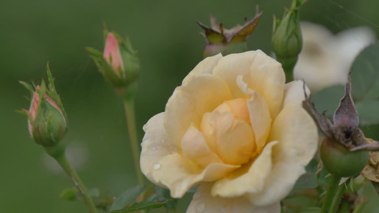 una rosa rocosa ondeando en el viento al lado de un brote nuevo y viejo
