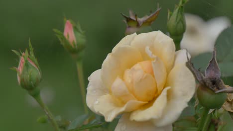 a dewy rose waving in the wind next to a new and old bud