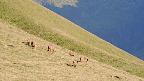 Herd-of-horses-grazing-on-meadow-in-sunny-day