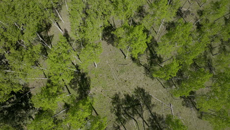 Aspen-Tree-spring-yellow-purple-flower-in-Colorado-forest-cinematic-aerial-drone-lush-green-grass-after-rain-daytime-peaceful-Rocky-mountain-hiking-trails-Denver-Evergreen-Conifer-top-down-downward