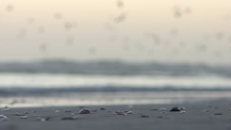 Close-up-shot-of-shells-and-stones-on-the-beach-with-seagulls-flying-in-the-background