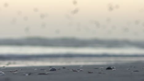 close up shot of shells and stones on the beach with seagulls flying in the background