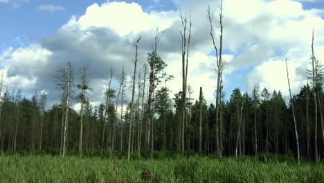 dry trees growing in thick grass near pine forest. forest panorama. dry trees