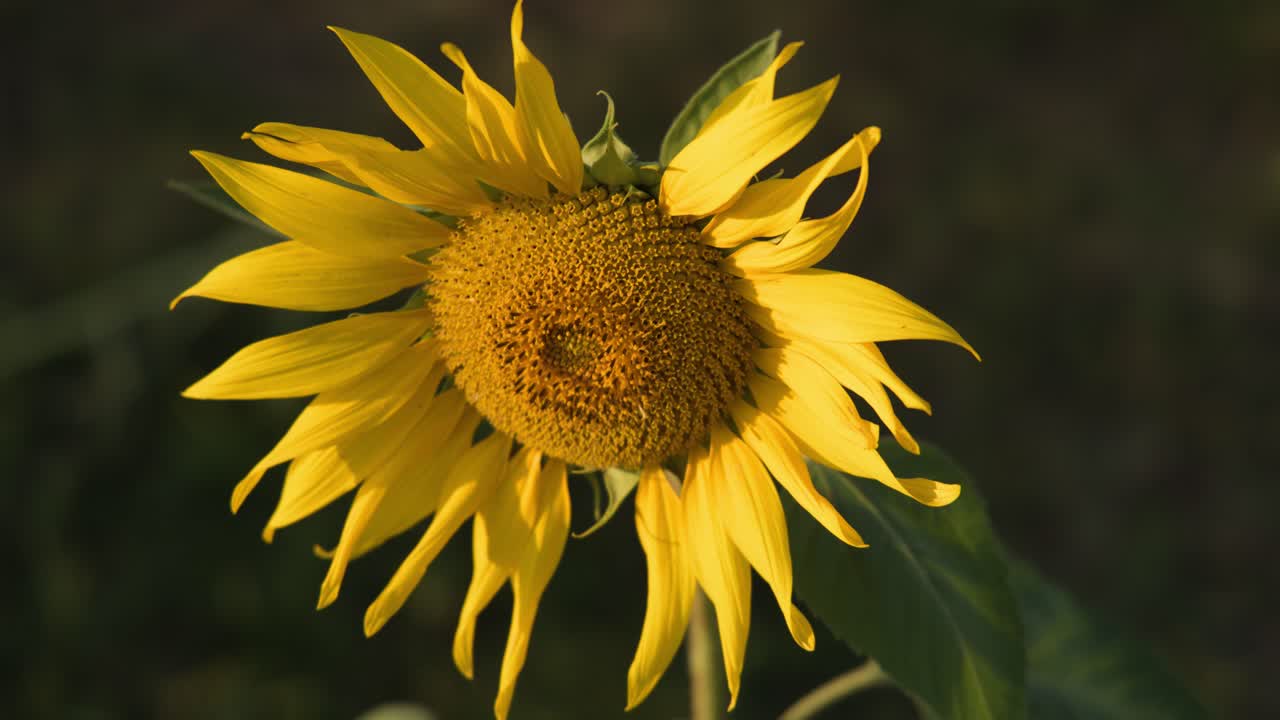 Et detaljert nærbilde av en blomstrende solsikke som svaier forsiktig i mykt, naturlig lys