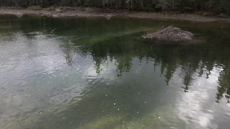 salmon underwater during a dive in a river