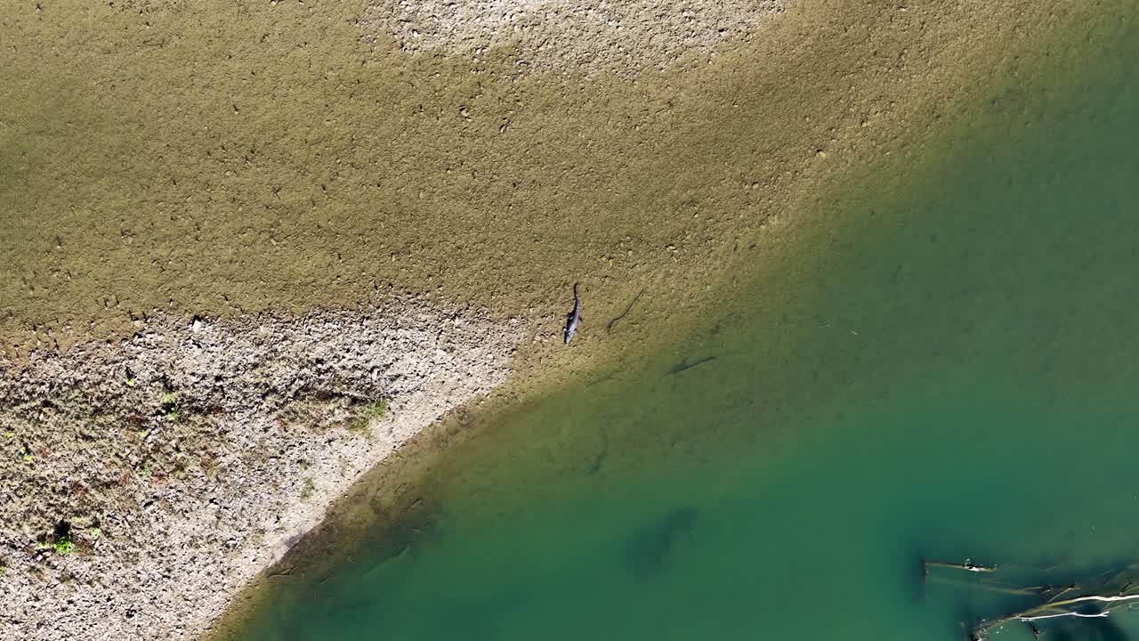 Drone footage captures a saltwater crocodile moving along a riverbank in Port Douglas, Australia, under bright daylight