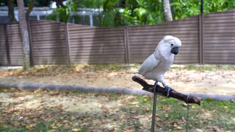 white cockatoo walks on a rack stand