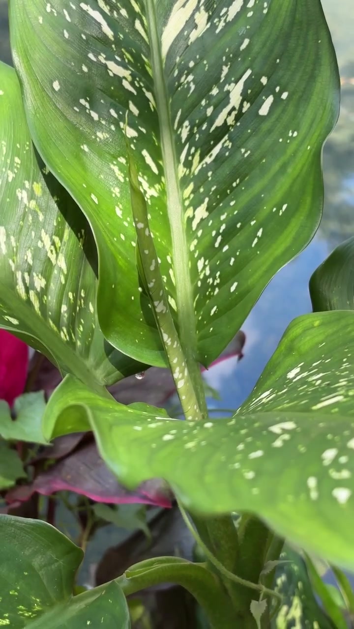Primo piano di foglie di pianta di Dieffenbachia con motivi variegati