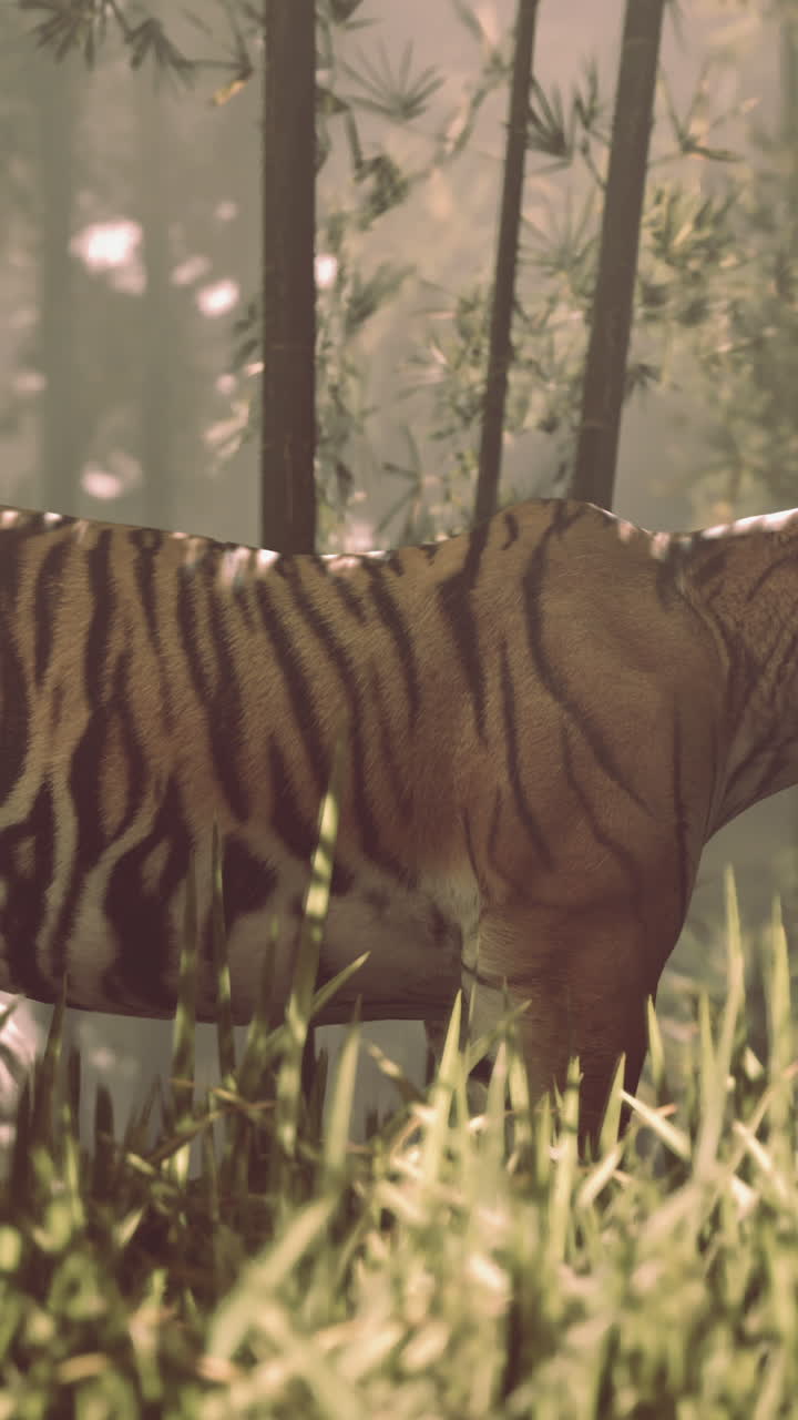 Tiger in a Bamboo Forest