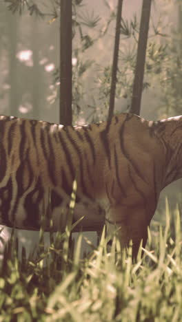 tiger in a bamboo forest