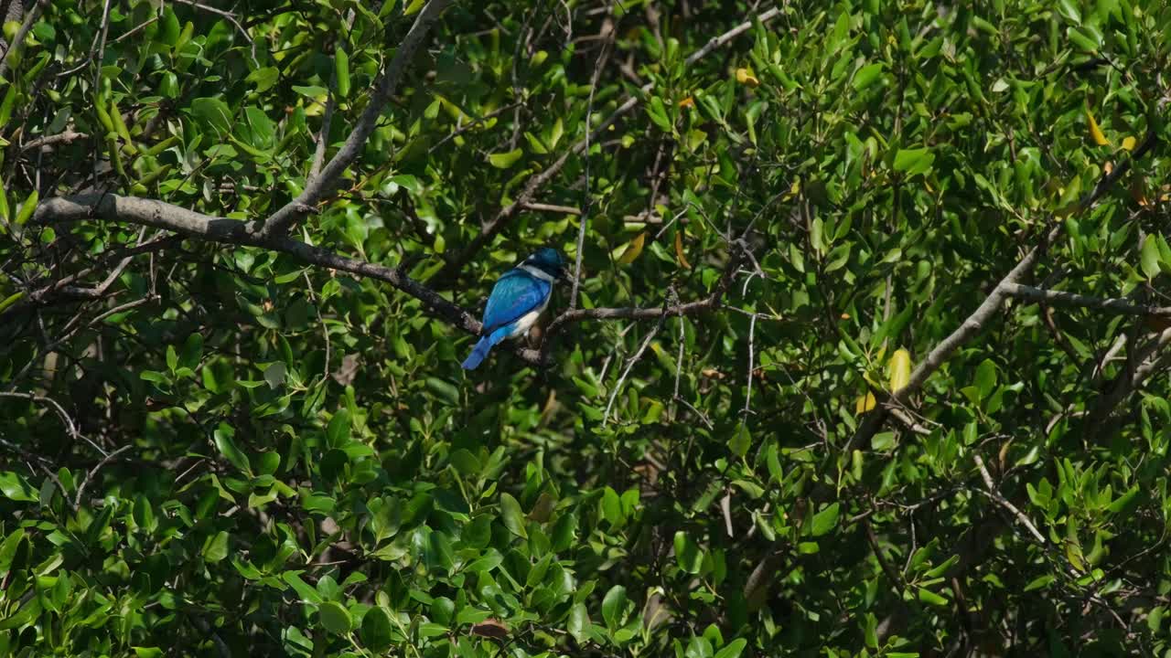 visto desde su espalda luchando contra el viento dentro del follaje de un mangle en el bosque, el pescador de cuello todiramphus chloris, tailandia