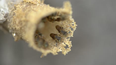 stingless bees fixing up nest in slow motion