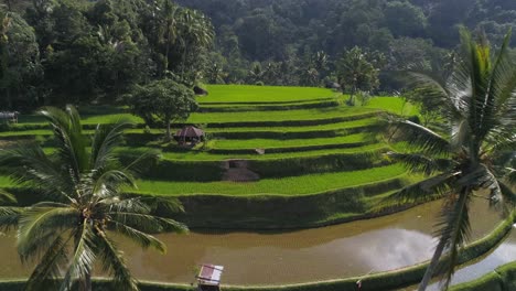 Vista-Aérea-De-Terrazas-De-Arroz-Verde-En-Bali,-Indonesia